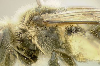 Media type: image;   Entomology 609596 Aspect: thorax lateral